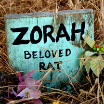 Zorah beloved rat